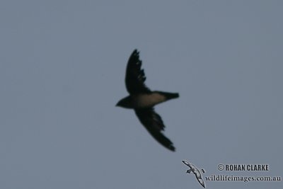 Papuan Spine-tailed Swift (Australian vagrant)