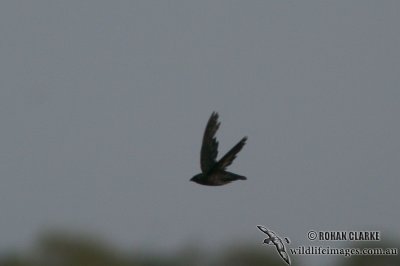 Papuan Spine-tailed Swift 0310.jpg