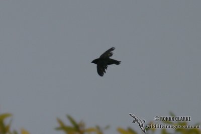 Papuan Spine-tailed Swift 0318.jpg