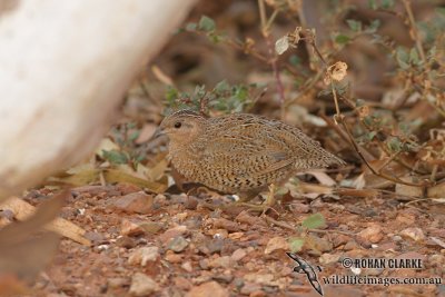 Brown Quail 5215.jpg