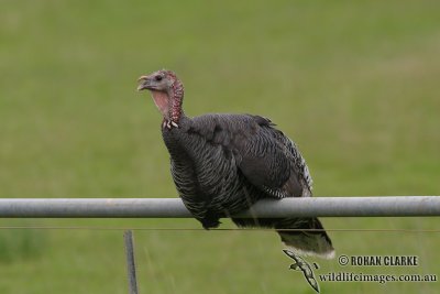 Feral Turkey