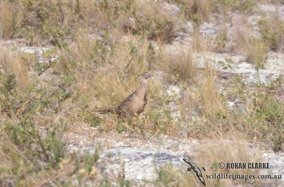 Common Pheasant s0033.jpg