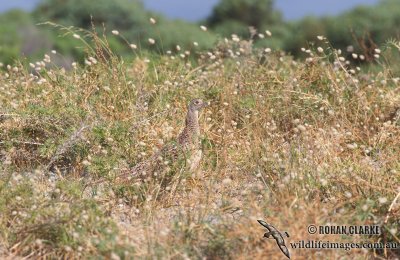 Common Pheasant s0034.jpg