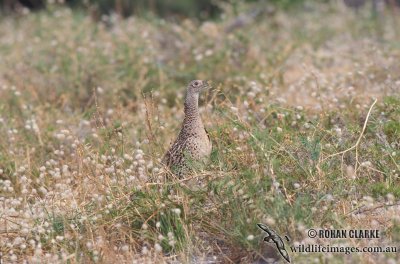 Common Pheasant