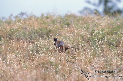 Common Pheasant s0039.jpg