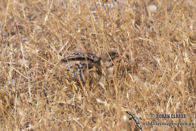 Common Pheasant s0041.jpg