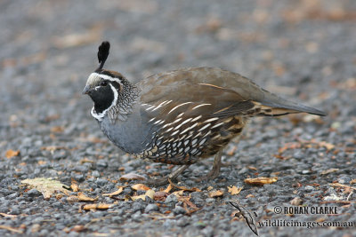 Californian Quail