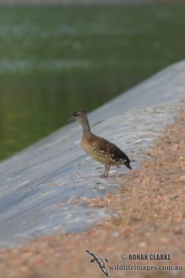 Spotted Whistling-Duck 6449.jpg