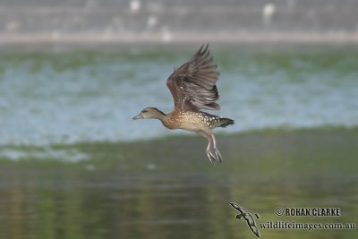 Spotted Whistling-Duck 6453.jpg