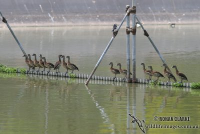 Spotted Whistling-Duck 7241.jpg