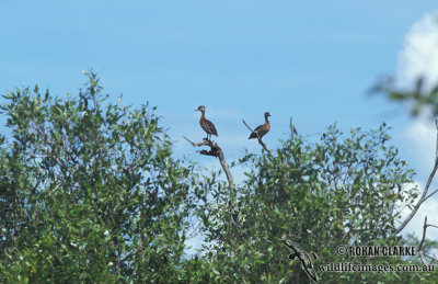 Spotted Whistling-Duck s0049.jpg