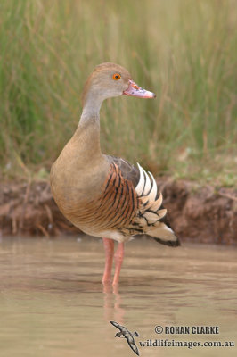 Plumed Whistling Duck (NZ vagrant)