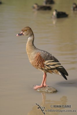g3/73/838473/3/96486866.luQwzmFi.jpg