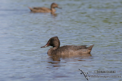 Freckled Duck 0639.jpg