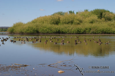 Freckled Duck 0644.jpg