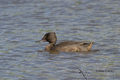 Freckled Duck 0649.jpg