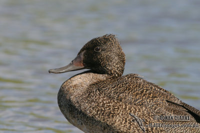 Freckled Duck 0657.jpg