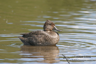 Freckled Duck 0667.jpg