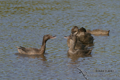 Freckled Duck 0703.jpg