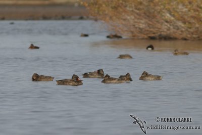 Freckled Duck 6536.jpg