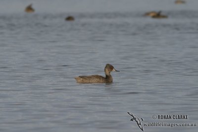 Freckled Duck 6538.jpg