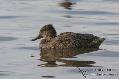 Freckled Duck 6605.jpg