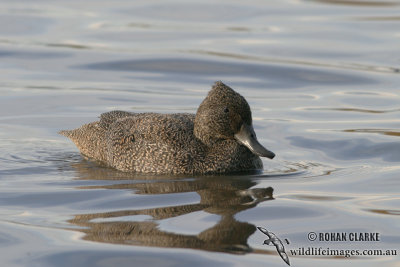 Freckled Duck 6611.jpg