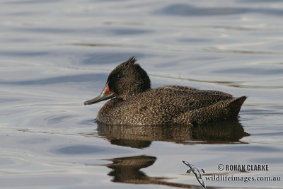 Freckled Duck 6616.jpg