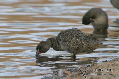 Freckled Duck 6625.jpg