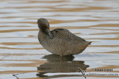 Freckled Duck 6632.jpg