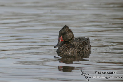 Freckled Duck 6642.jpg