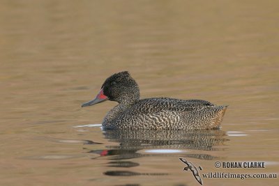 Freckled Duck