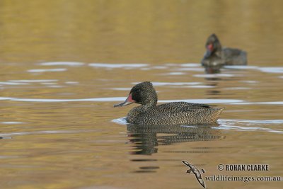 Freckled Duck 6652.jpg