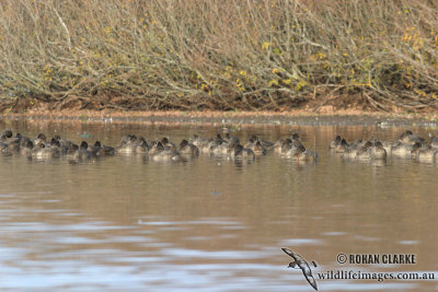 Freckled Duck 6653.jpg