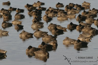 Freckled Duck 6662.jpg