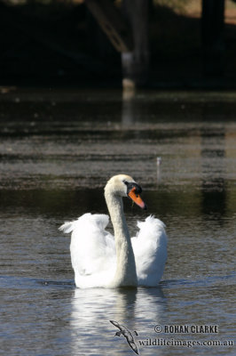 Mute Swan 1025.jpg