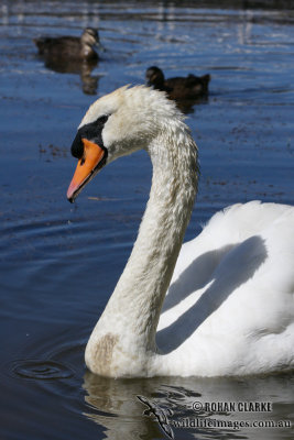 Mute Swan 1029.jpg