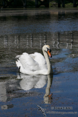 Mute Swan 1033.jpg