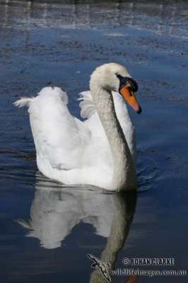 Mute Swan 1036.jpg