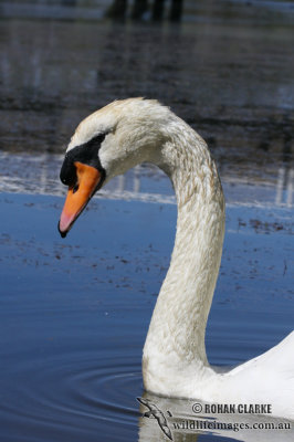 Mute Swan 1042.jpg