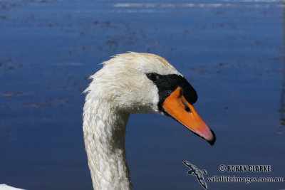 Mute Swan 1044.jpg