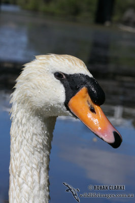 Mute Swan 1047.jpg