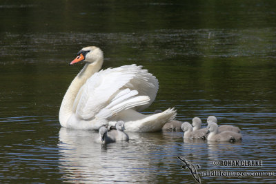 Mute Swan 1051.jpg