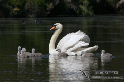 Mute Swan 1058.jpg