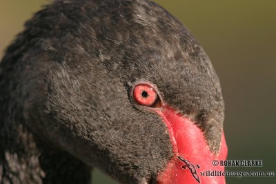 Black Swan 0758.jpg
