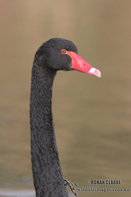 Black Swan 5654.jpg