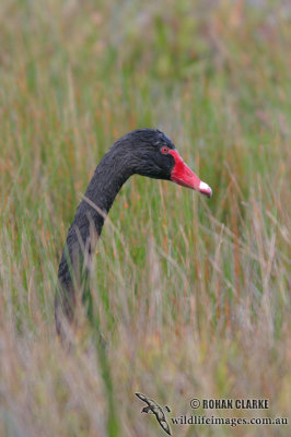 Black Swan 6901.jpg