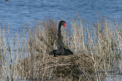 Black Swan 8455.jpg