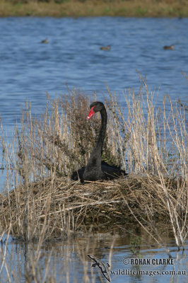 Black Swan 8457.jpg
