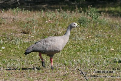 Cape Barren Goose 0522.jpg